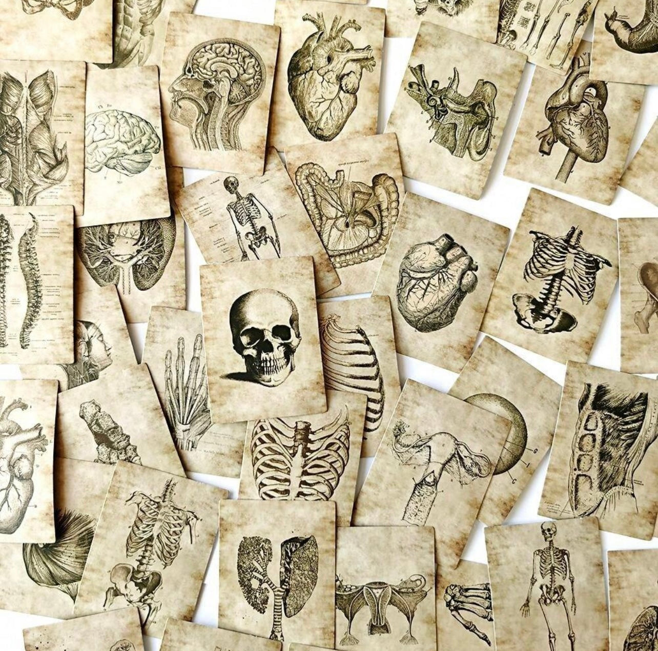 Anatomy stickers