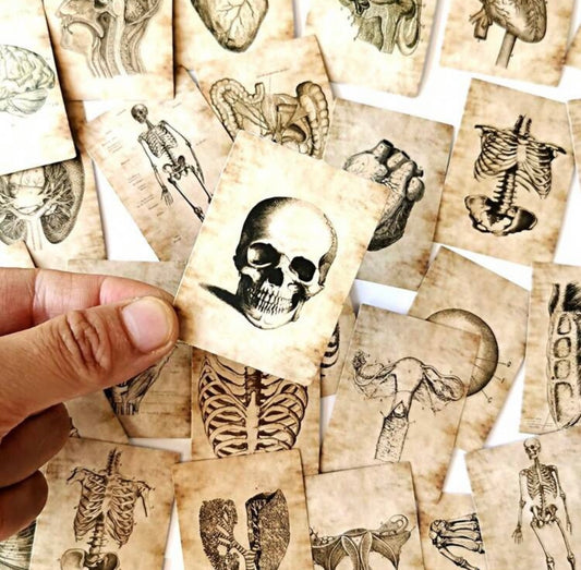 Anatomy stickers