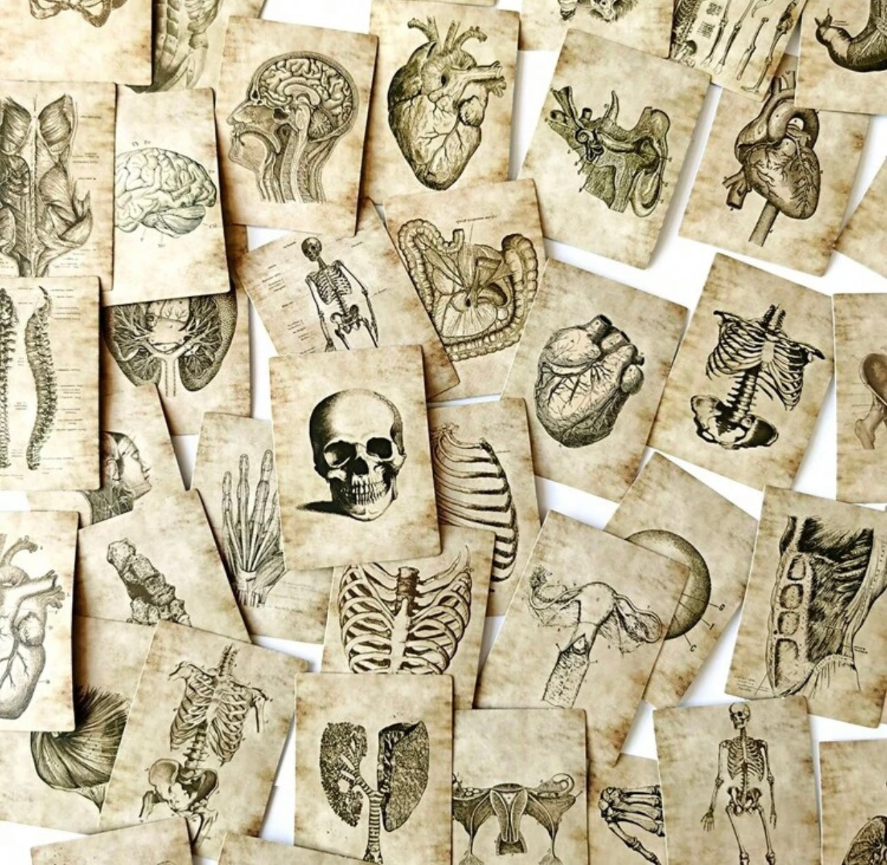 Anatomy stickers