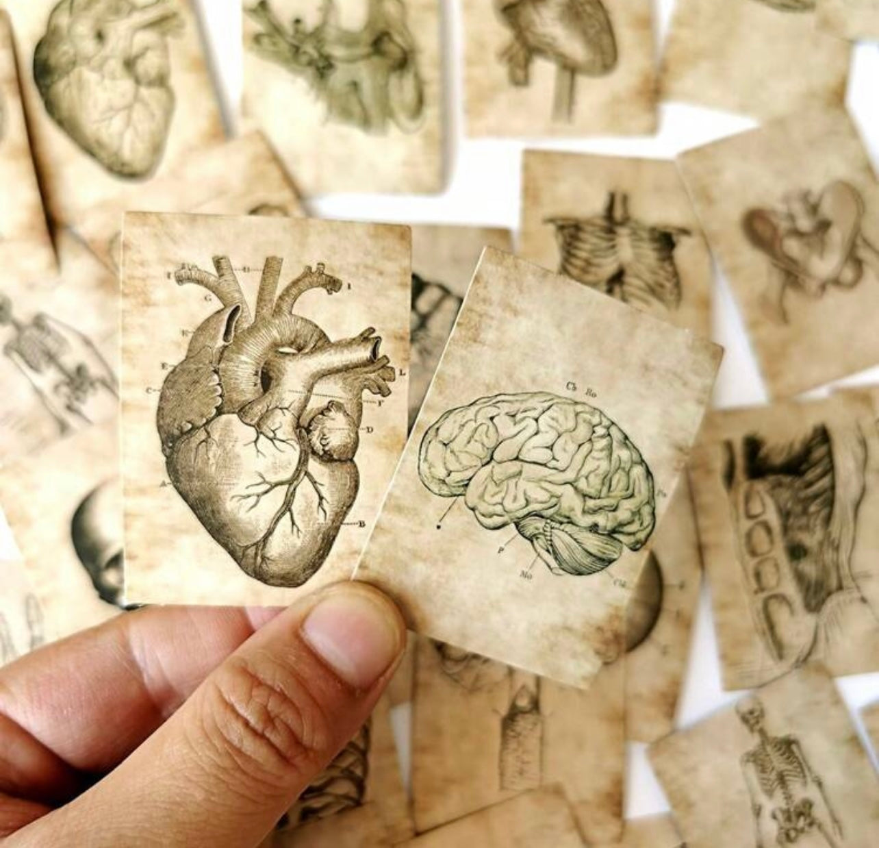 Anatomy stickers